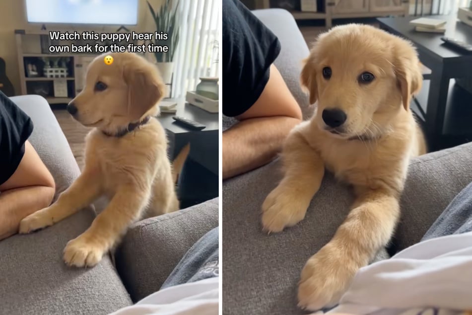 Wade the Golden Retriever was very quiet as a puppy. When he eventually found his voice, even he couldn't believe it!