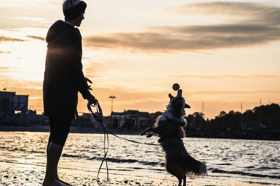 Playing fetch is a great activity to play when you go to the beach with your darling doggo.