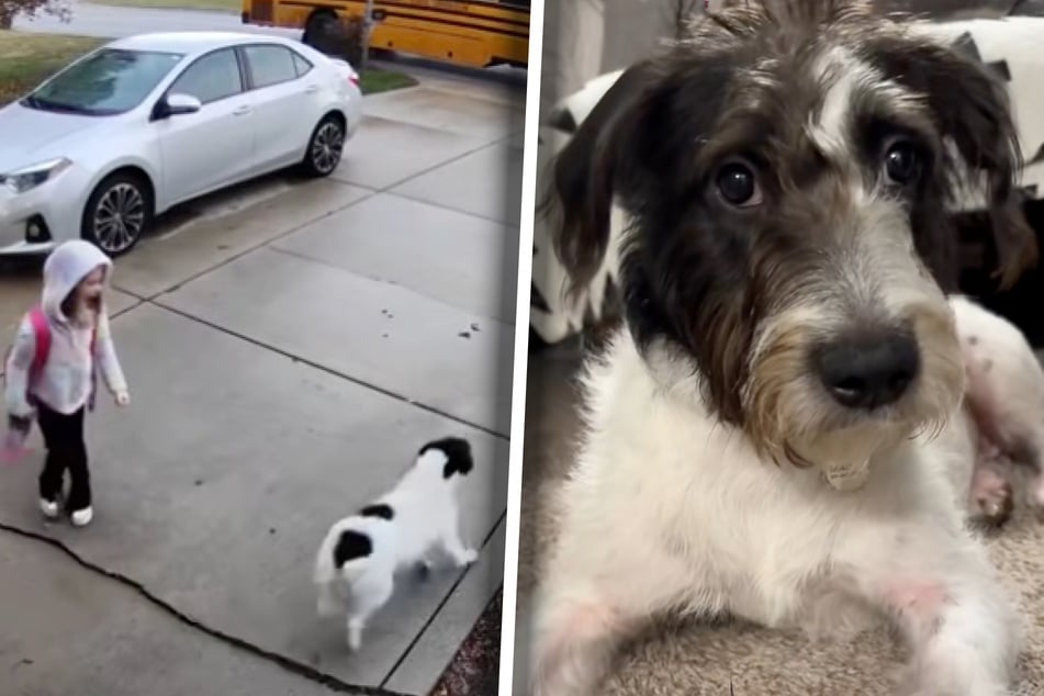 Family dog hilariously reveals his "preferred" kid when siblings get home from school