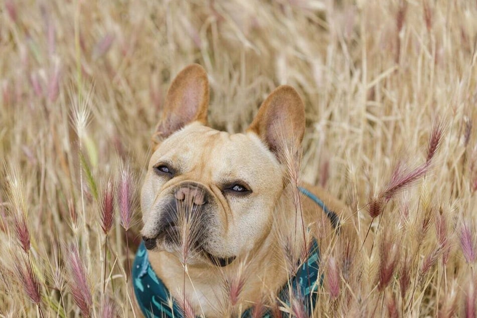 Foxtails can kill dogs if left untreated, so try to keep your dog away from these deadly plants.