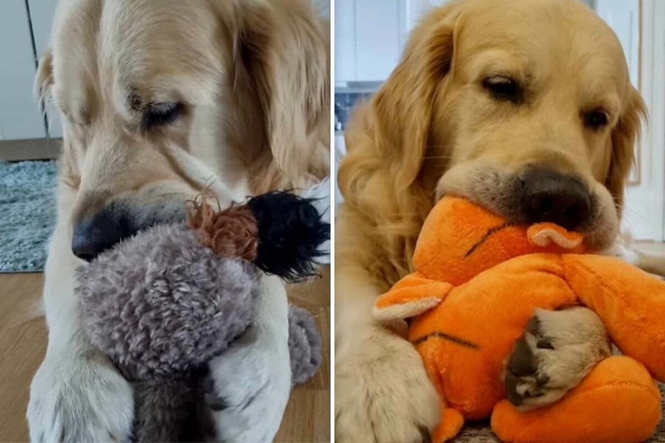 Golden Retriever Nacho plays with his toys more like a little cat than the dog he is!