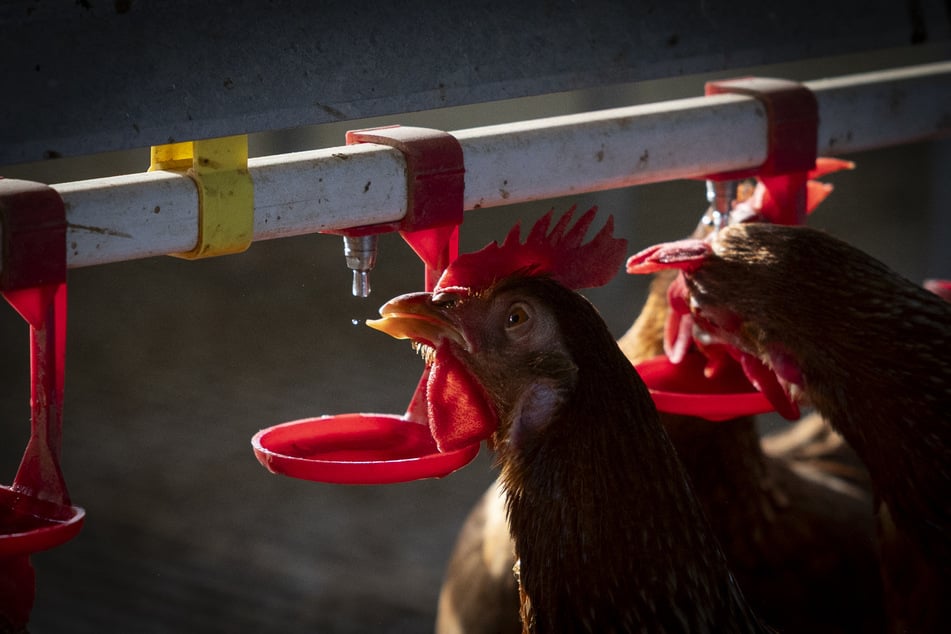 Unique case of human bird flu infection in US confirmed