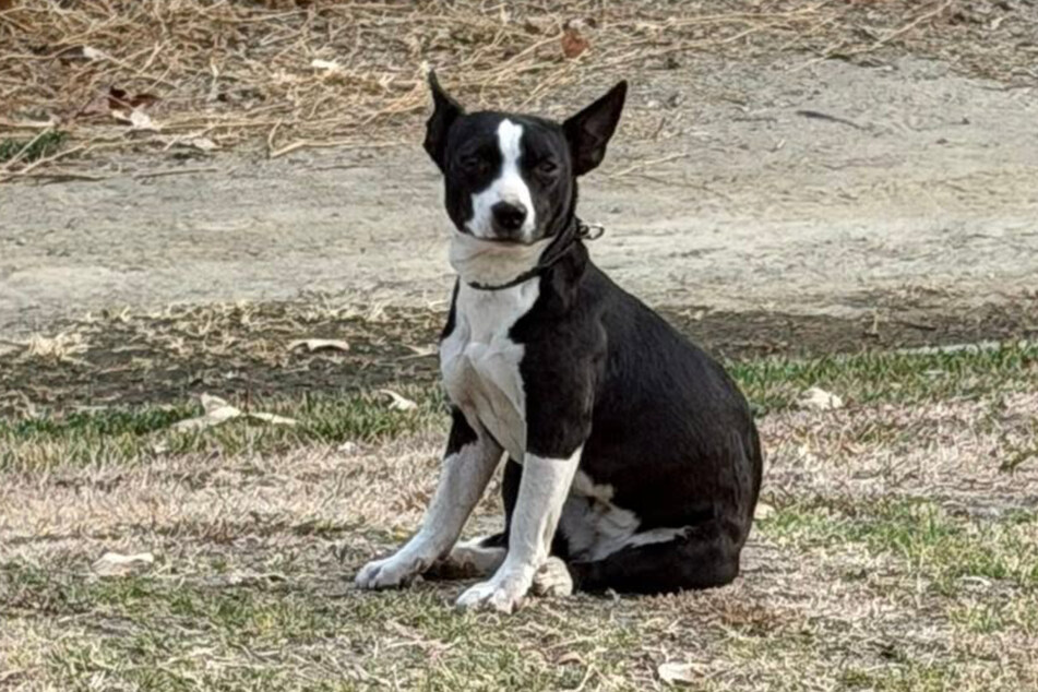 This female dog looked sweet and friendly – but she was too scared to accept any help.