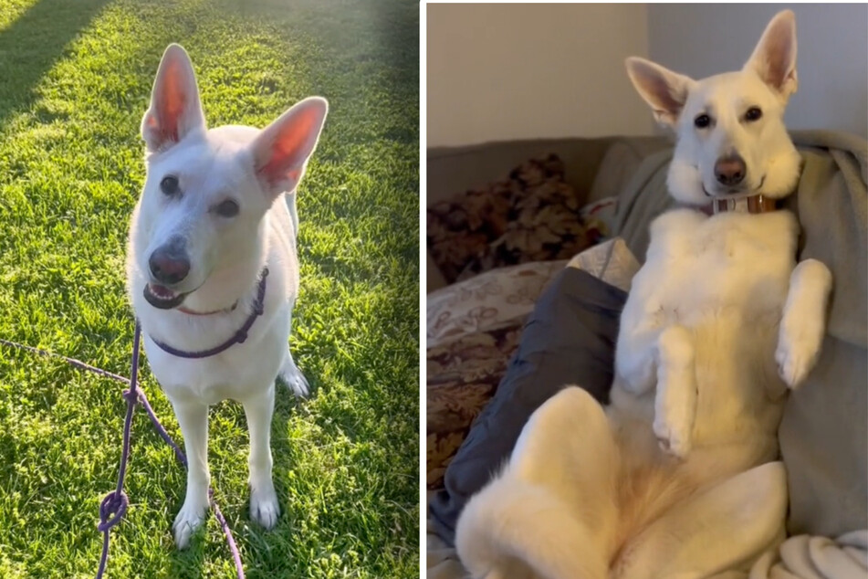 Dog baffles owner with special hiding spot for thunderstorms