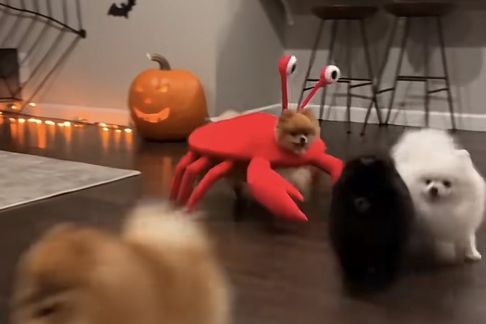 This Pomeranian really rocks its adorable crab outfit! This is a great Halloween costume idea for those with small dogs!