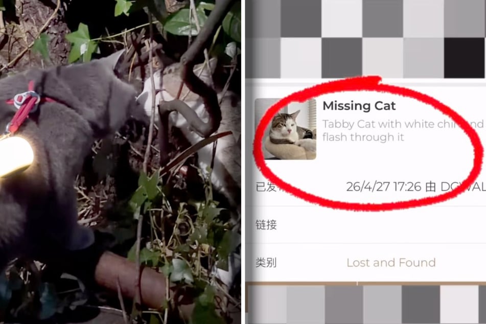 Coco discovered a tabby that'd been missing for two months.