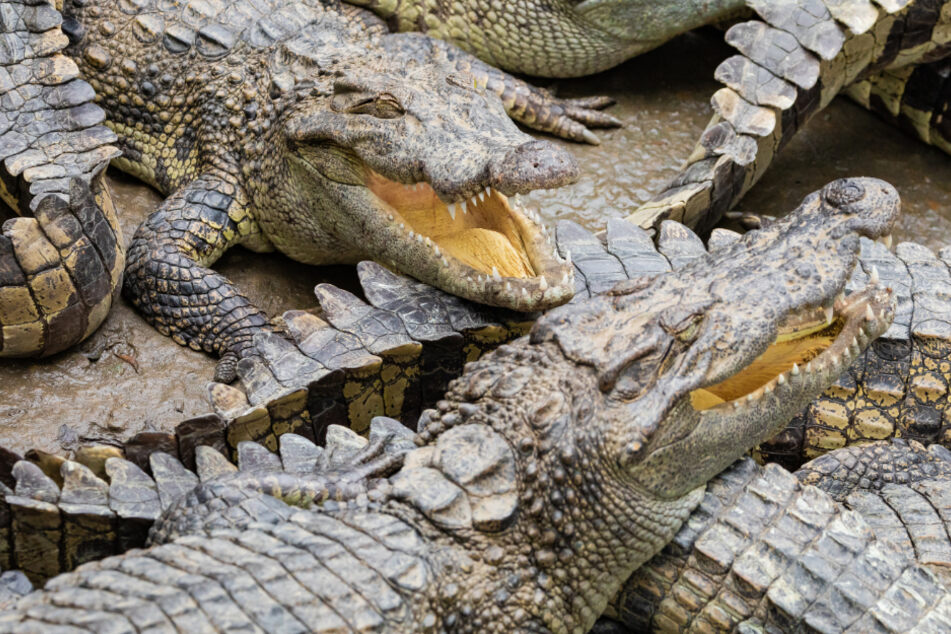 Florida woman crashes her car into an alligator-infested canal
