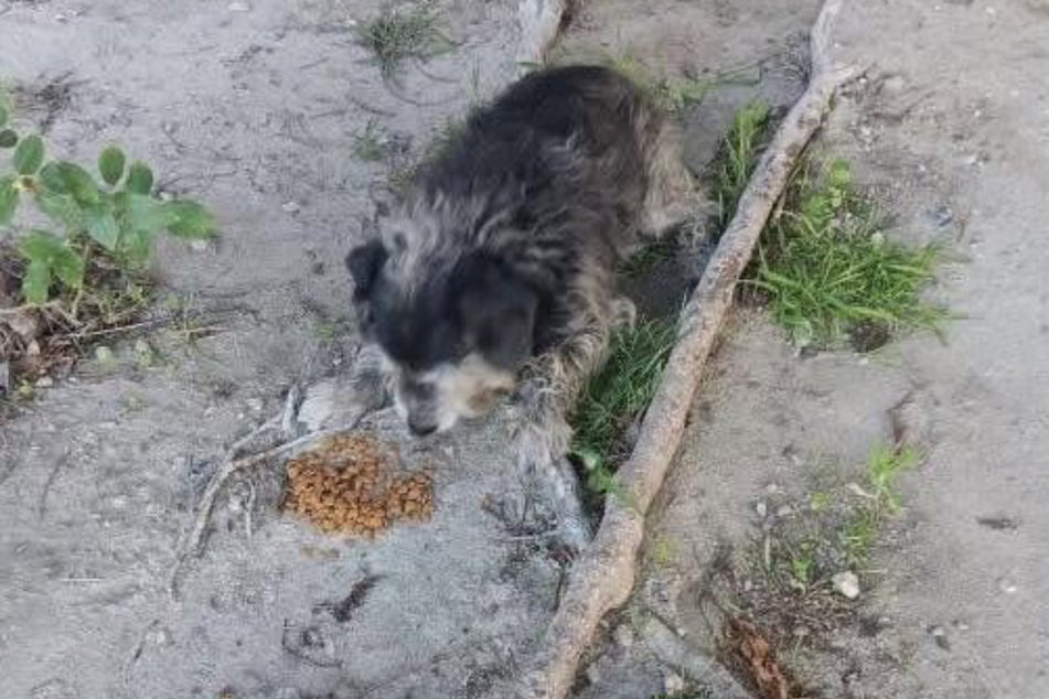 The poor dog could barely keep his footing.