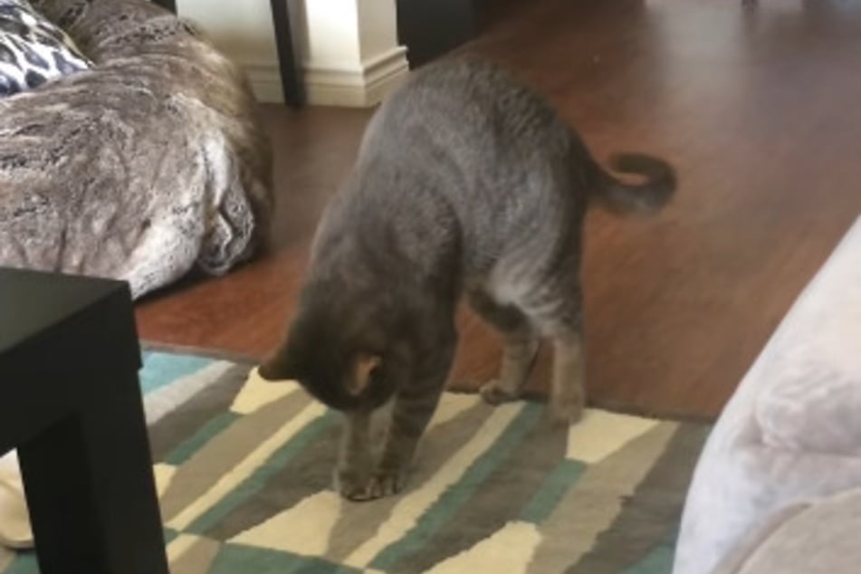 Norman the cat has discovered his new favorite toy.