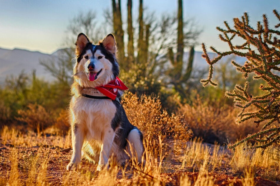 Alaskan malamutes are intelligent and incredibly pretty.