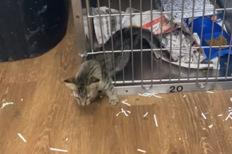 Have you ever seen a kitten twist itself free from a cage?