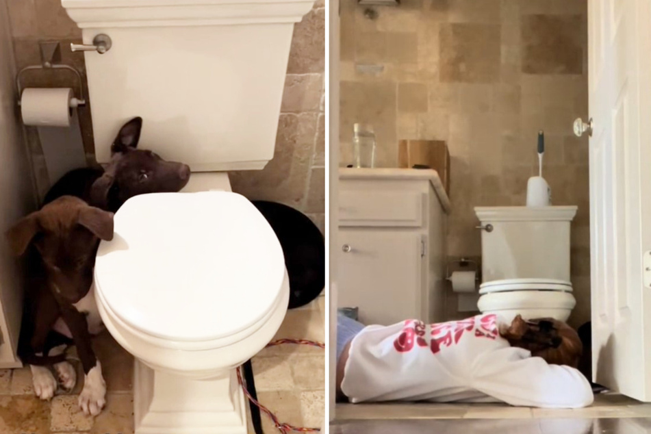 While Kels McDonough lies down on the floor of the bathroom in the video, all three dogs cower behind the toilet in terror.