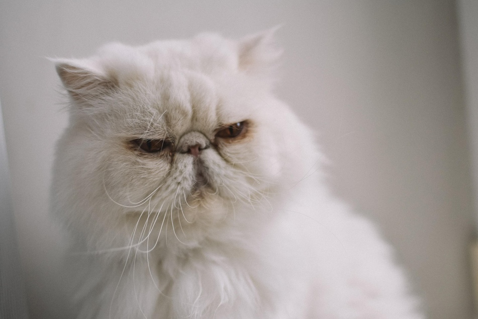 Certain cat breeds are prone to snoring, and they should take regular trips to the vet.