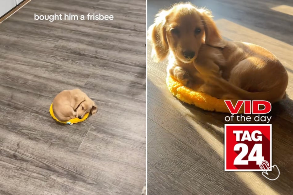 Viral Video of the Day for August 17, 2025: Dog turns frisbee into cutest bed ever in viral TikTok!