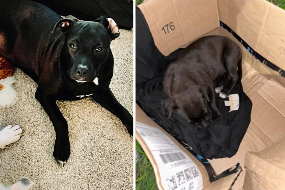 Abandoned puppy dog is brokenhearted in more way than one!