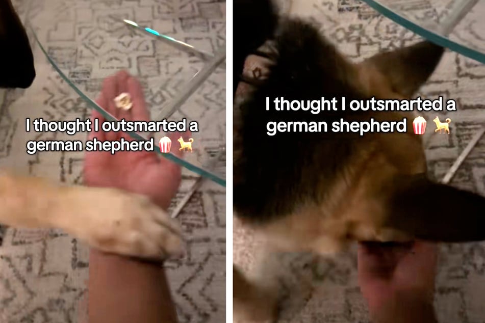 Dog owner tries to trick his German Shepherd – then things take a hilarious turn
