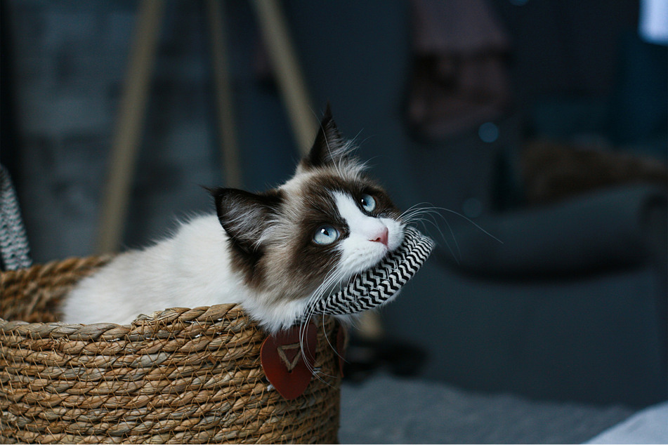 Fluffy ragdoll cats are likely to stare at you with big wide eyes, and beg for food, mere moments after their evening feed.