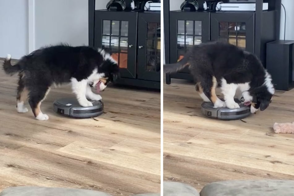 Marlow the dog battles a moving vacuum cleaner (collage).