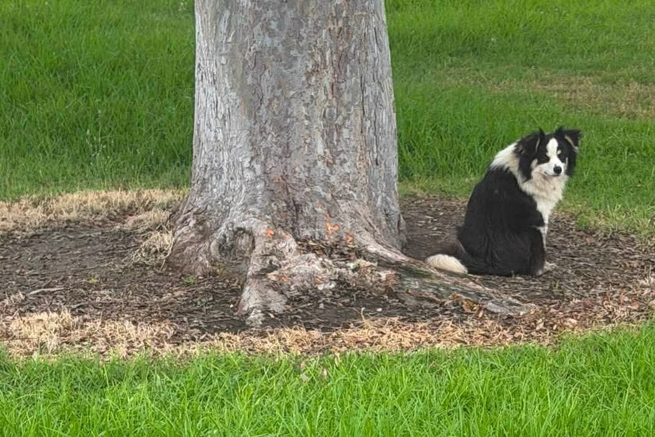 This abandoned dog's road to redemption will break and mend your heart