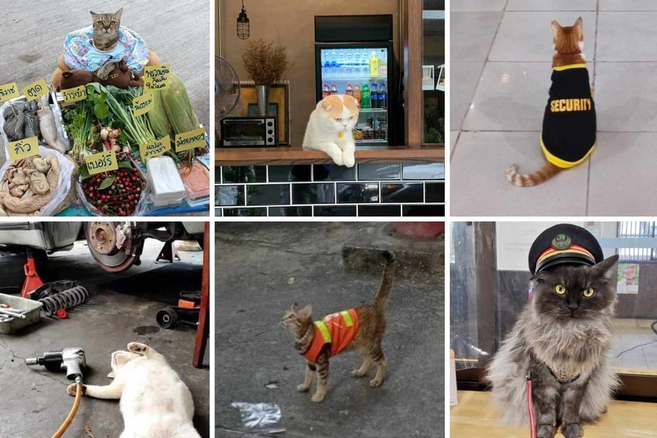 The X account cats with jobs has garnered some 2 million followers since November 2020.