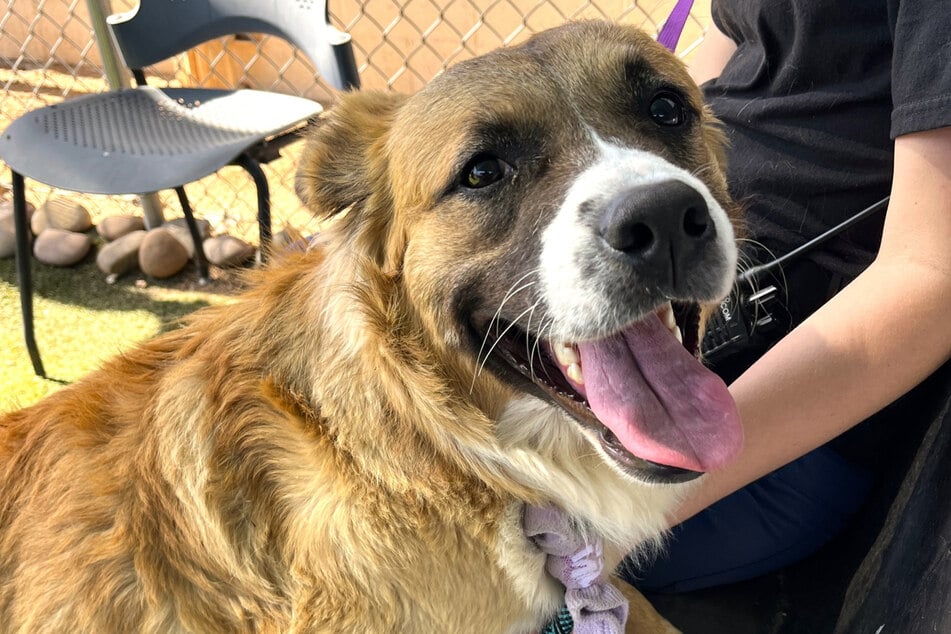 In the end, Jones turned out to be a cuddly teddy bear of a dog.