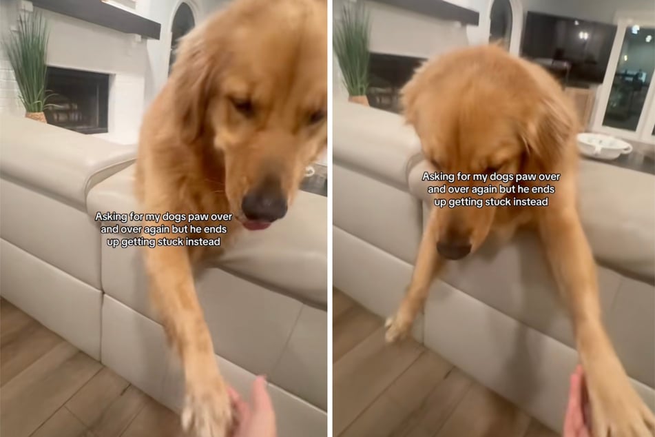 A young woman just wanted to play a harmless prank on her Golden Retriever dog Oliver.