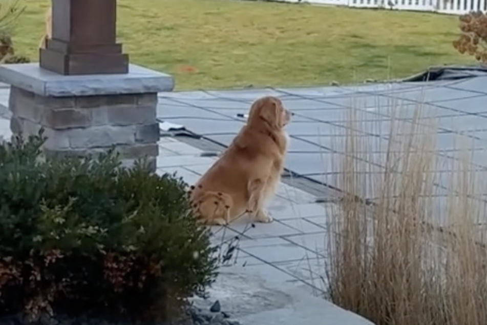 There are few things in the world that Tucker the Golden Retriever dog loves more than his family's pool.