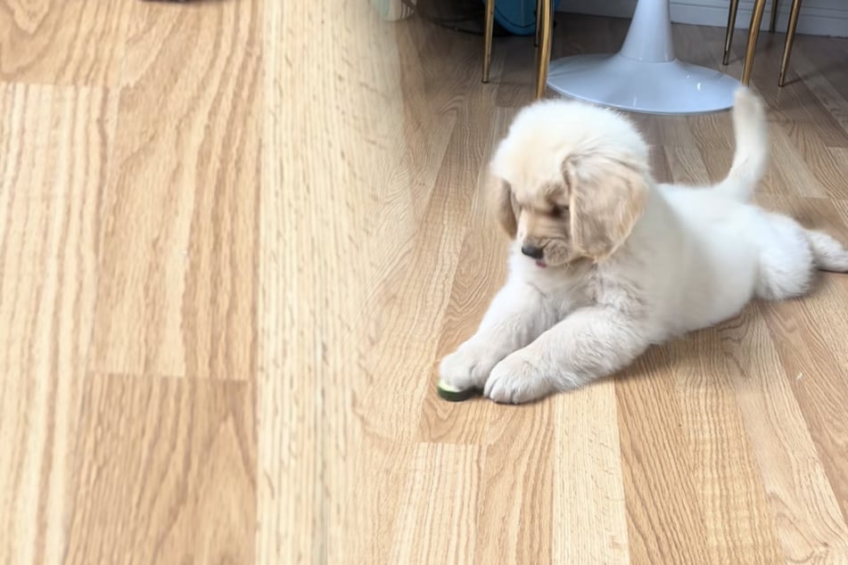 Golden retriever puppy's dramatic reaction to his first vegetable goes viral!