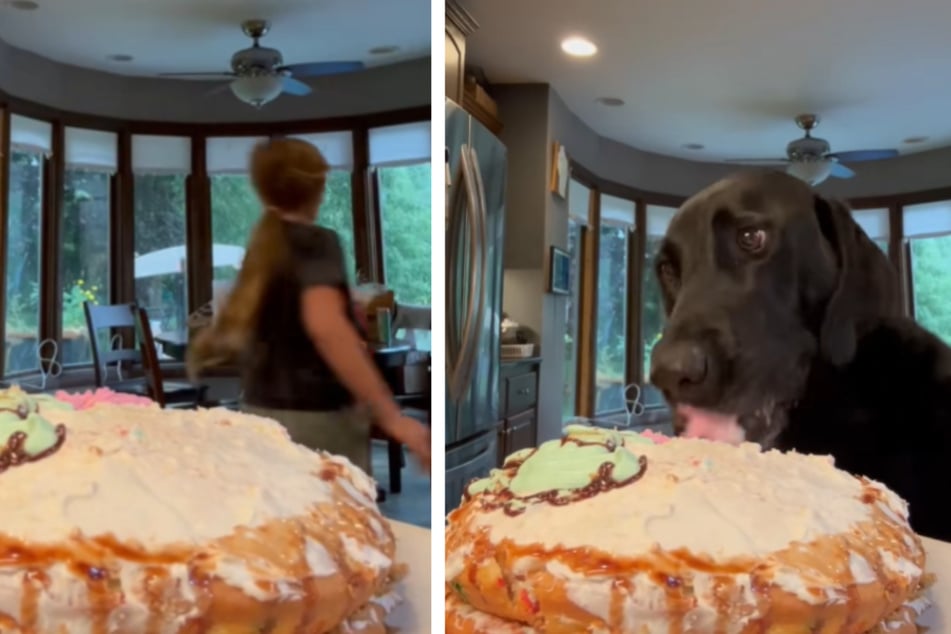 Watch these dogs pull off the ultimate cake heist in hysterical viral video