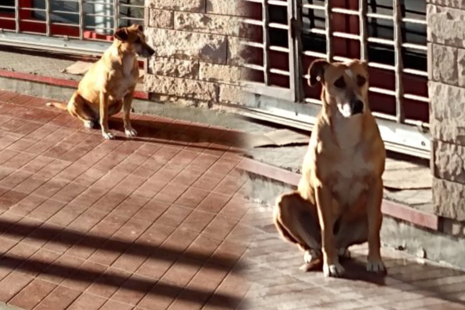 Dog waits for owner but she is never coming back