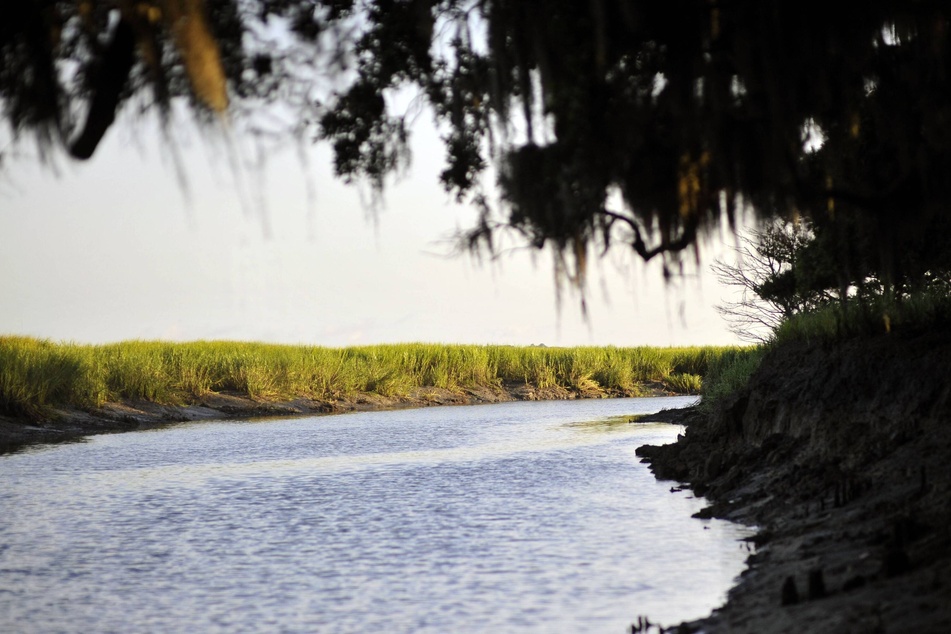 Spanish moss drips from live oak trees on Sapelo Island, home to the Gullah Geechee people.