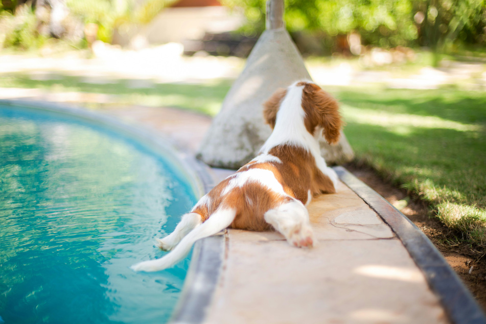 There are few dogs cuter and sweeter than the Cavalier King Charles spaniel.