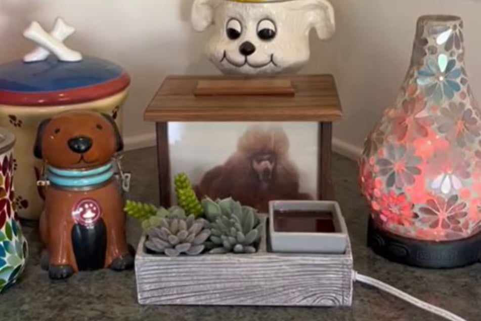 Today, the urn sits on the counter in Owen's pet grooming salon.