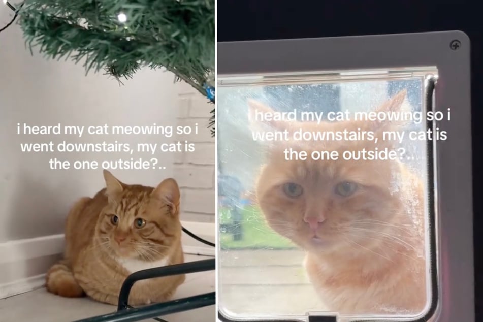 Woman hears her cat meowing – then discovers a surprise under Christmas tree