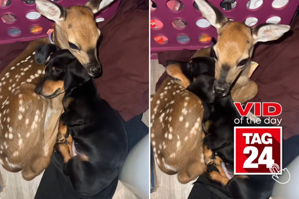 Viral Video of the Day for June 21, 2023: Baby deer and dachshund snuggle up!