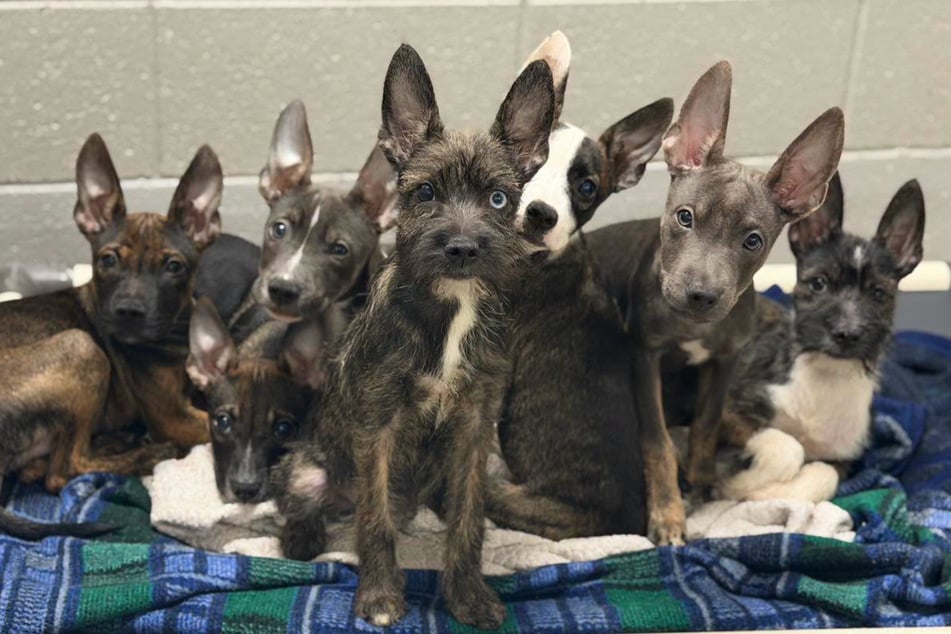 Strange puppies baffle shelter workers: "What in the world are these guys?"