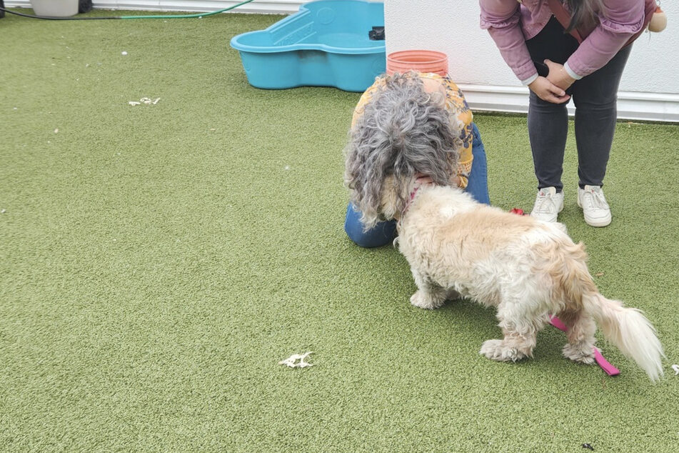 Dog reunited with owner after going missing for a decade!