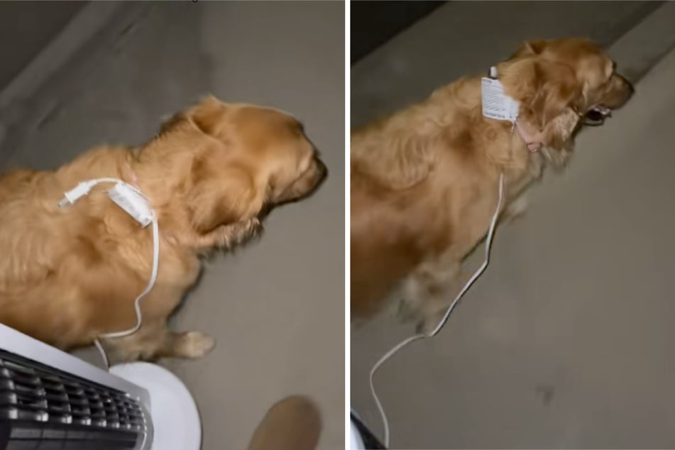 Charly the dog was taken out with a fan.
