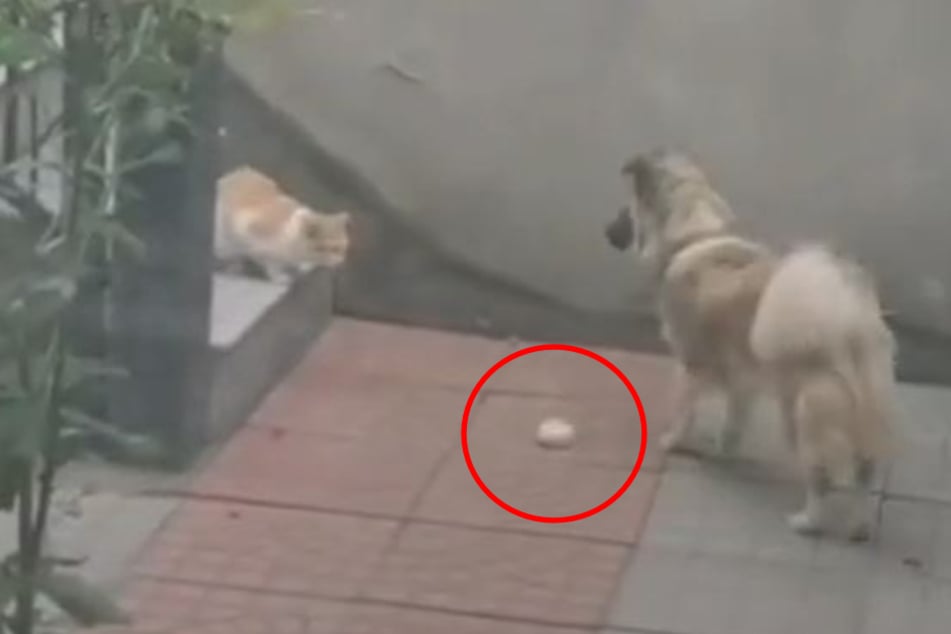 Pudding the dog offers up his meat bun.