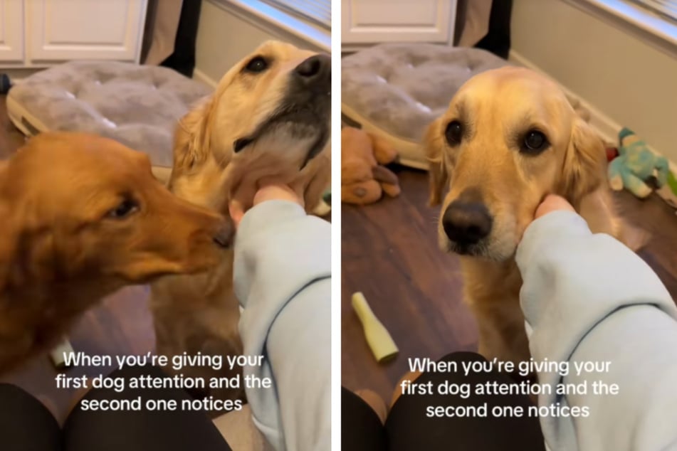 A viral video shows Berkley the dog cuddling up to his owner Kayla – but then his little brother Finn bursts in!