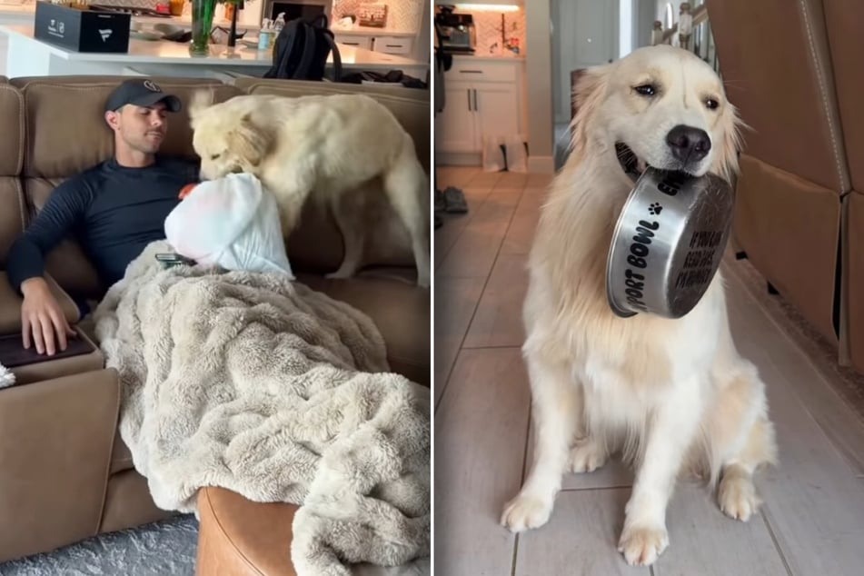 Golden retriever brings his human the strangest things: "Just a happy boy with his gifts"