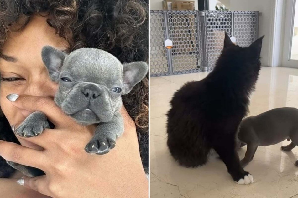 Megan Thee Stallion posts hilarious video of her cat getting mobbed by puppies!