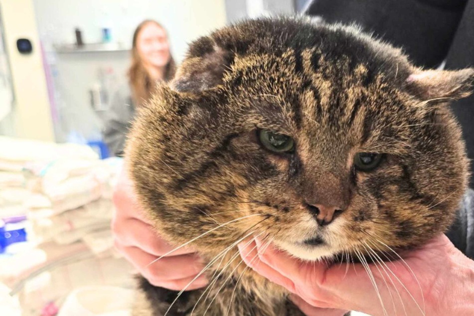 Cat shocks rescuers with his massive cheeks – what's the reason for his "mob boss" jowls?