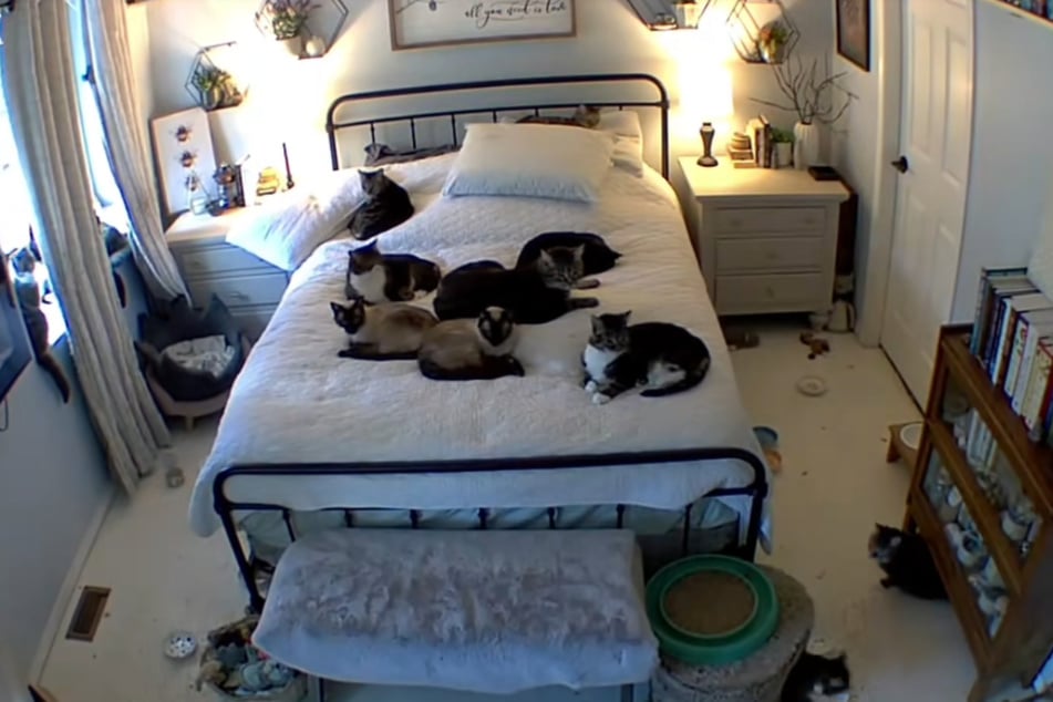 The cute house pets reacted almost simultaneously – and went viral online.