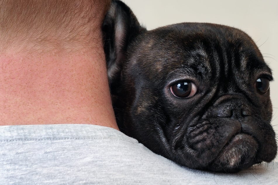 A veterinary clinic employee is accused of taking a pug that was supposed to be euthanized home with her (stock image).
