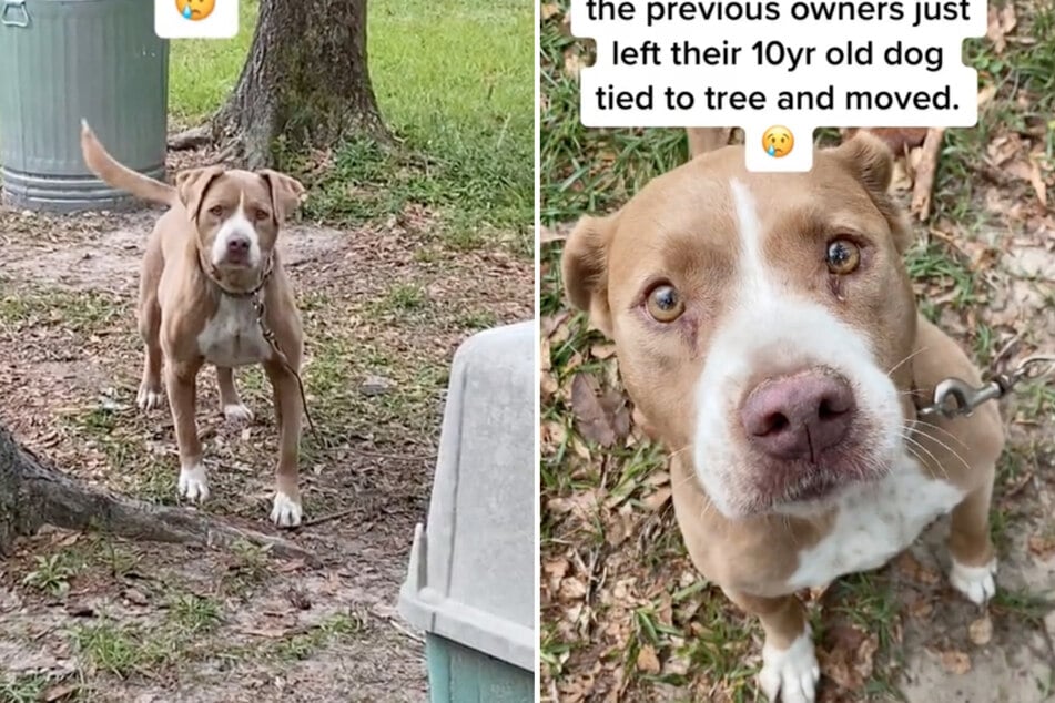Dog is abandoned when owners move away – then the property buyer falls in love at first sight!