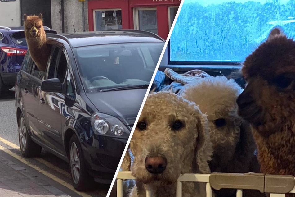 This alpaca thinks she's a dog – and her owner treats her like one!