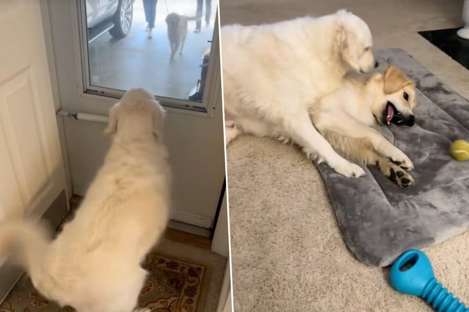 Golden Retriever Sadie Mae was overjoyed when she saw Rio, and today the two dogs are best friends.
