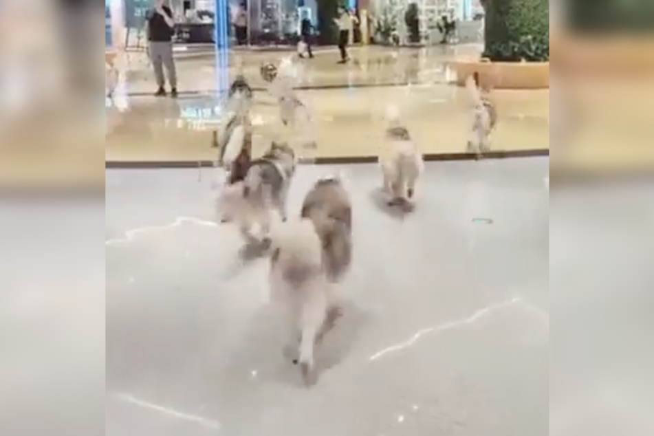 Huskies need a lot of exercise, so it makes sense that they'd want some space to run around!
