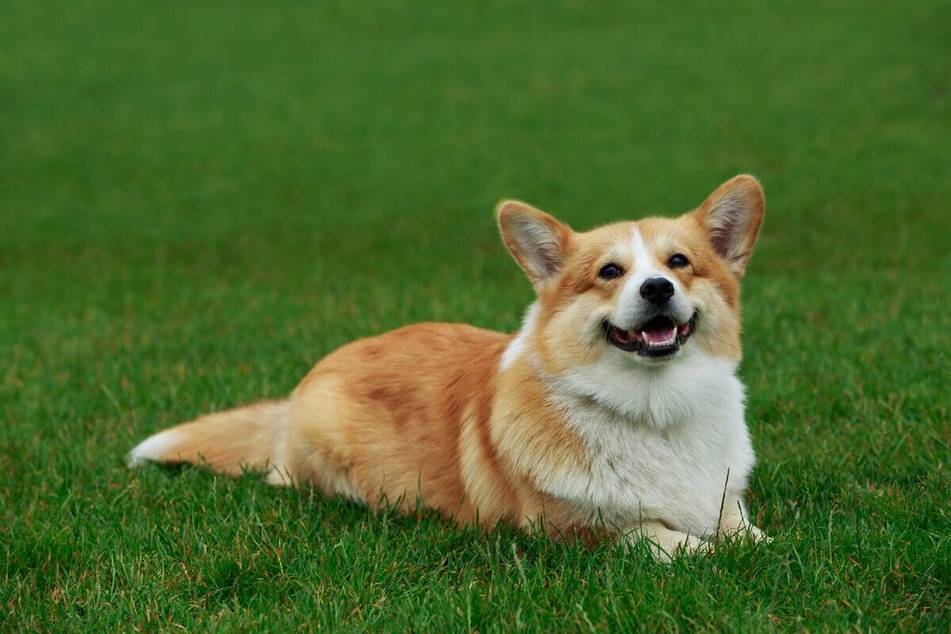 Corgis (pictured) and Dorgis have been favorites of the Queen her whole life (stock image).